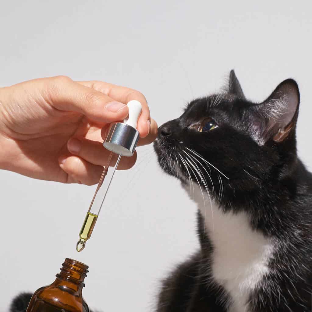 CBD-Öl für Katzen