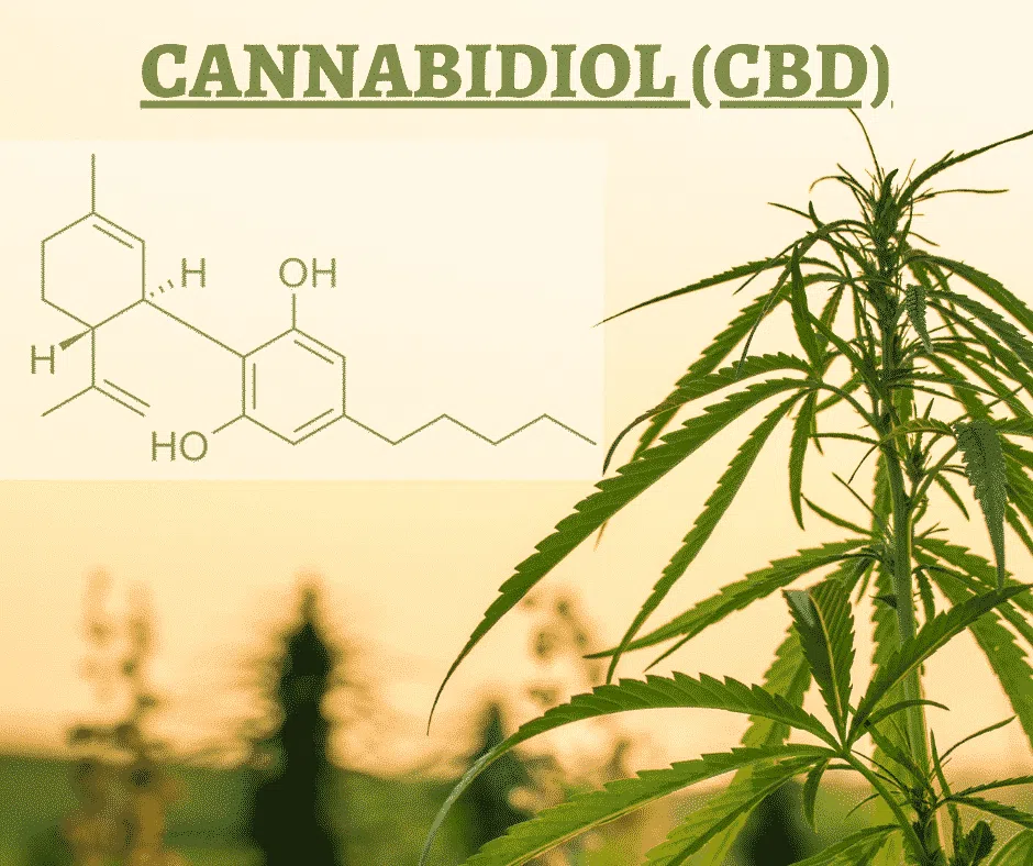 Cannabidiol (CBD)