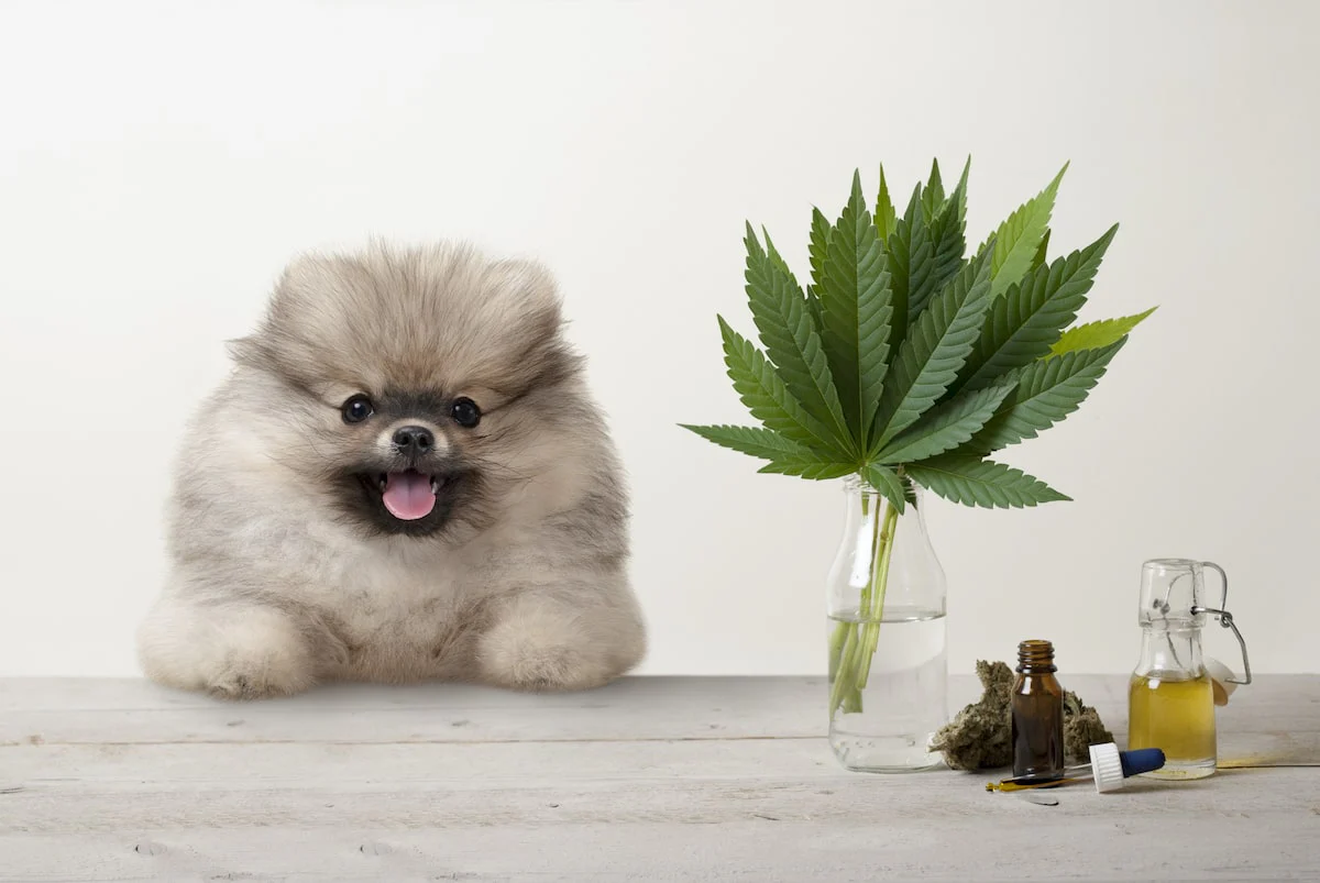 CBD Öl für Tiere