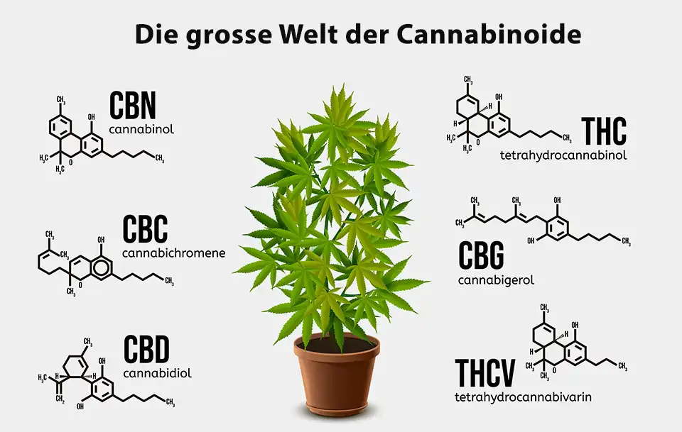 Die Liste der Cannabinoide