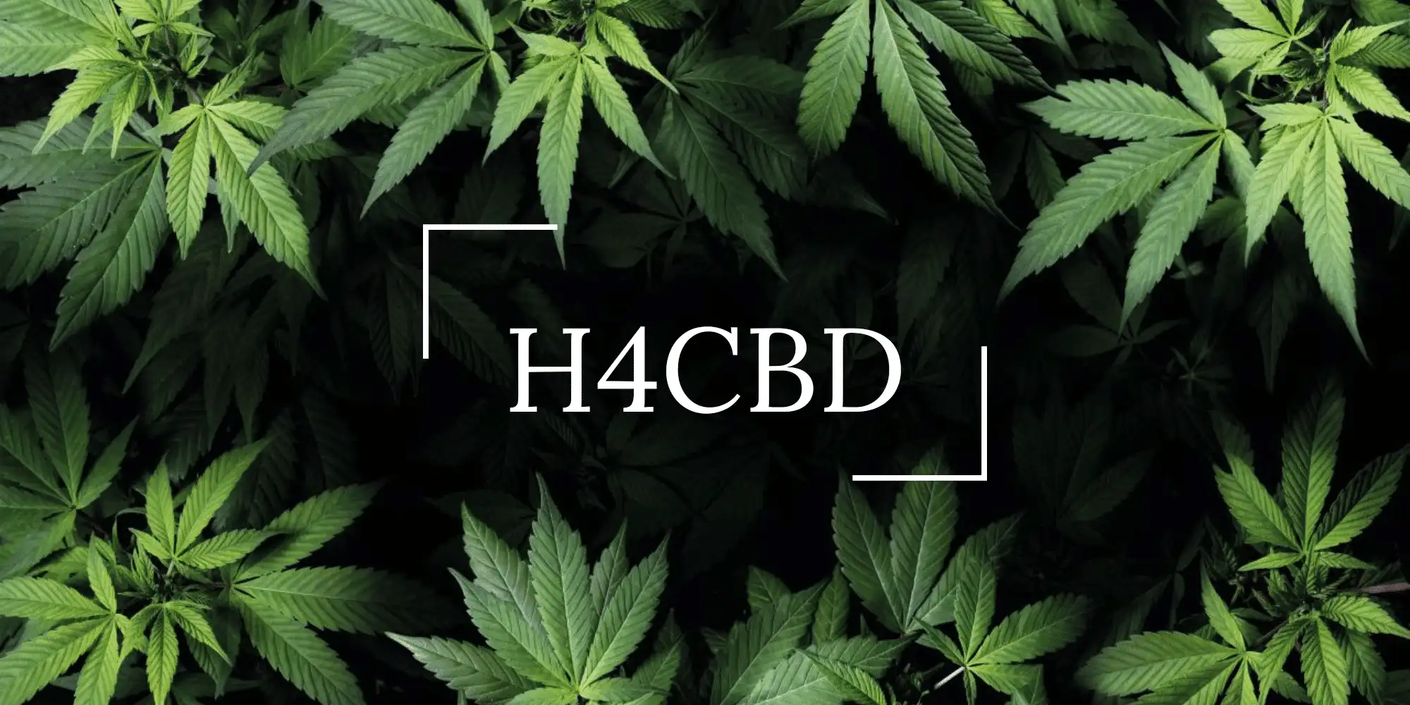 h4cbd 