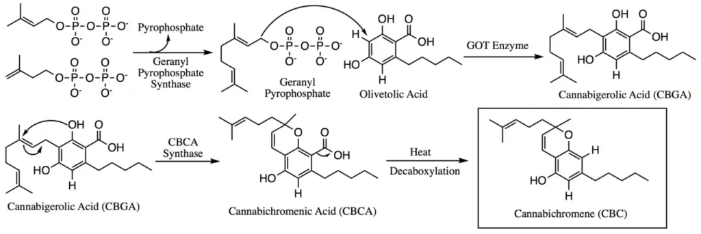 CBC-Biosyntheseschema